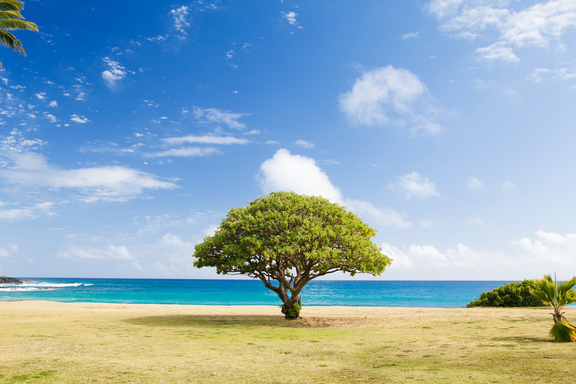 LifeTreeOS: Your Ultimate Notion Template for Life Management